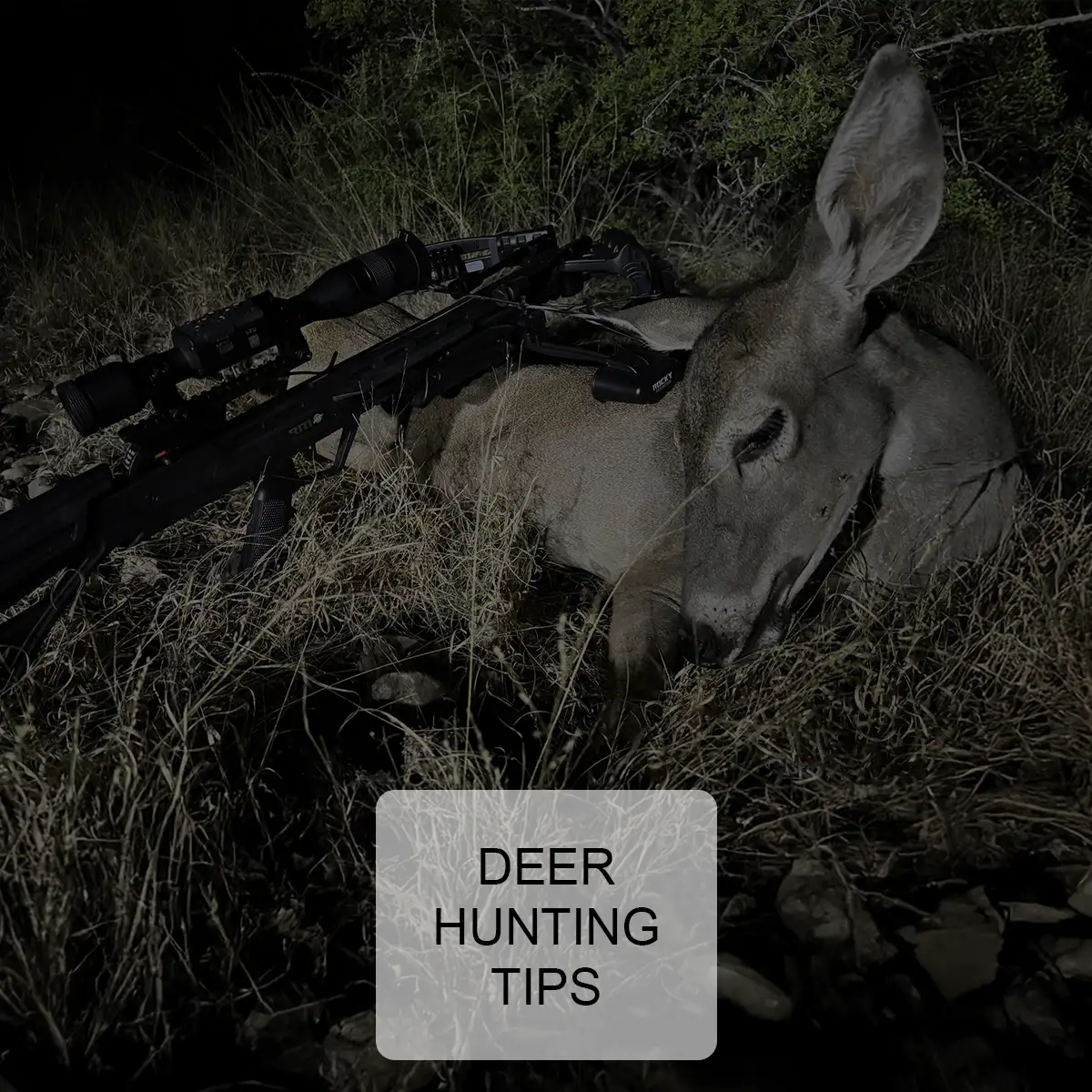 Deer Hunting Tips: Maximize Your Success with Mid-Day Hunts