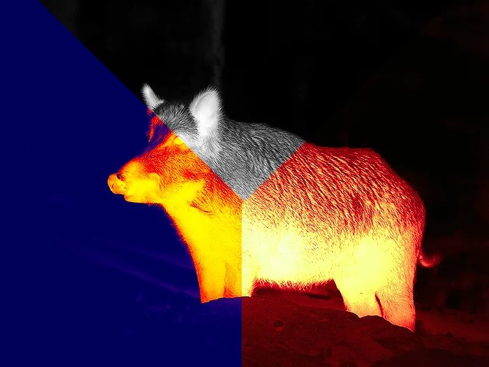 ATN Binox 6 Dual Thermal vs Night Vision: Which Channel Wins Each Job (2026)