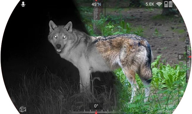 Split-screen view through the ATN Binox 6 Dual of a wolf in a forest with black-and-white night vision on the left and low-light colour Twilight Mode on the right