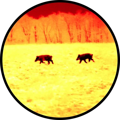 Iron Red thermal view of wild boars through an ATN BlazeHunter monocular