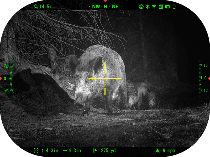 Enhanced night vision mode screenshot through the ATN X-Sight 5 showing a wild boar and piglet with ballistic data overlay