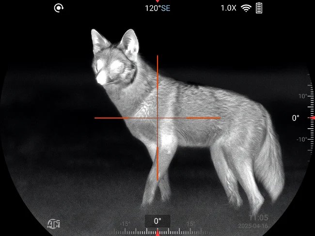 Thermal binocular white hot view of a coyote in a dark field with crosshair reticle