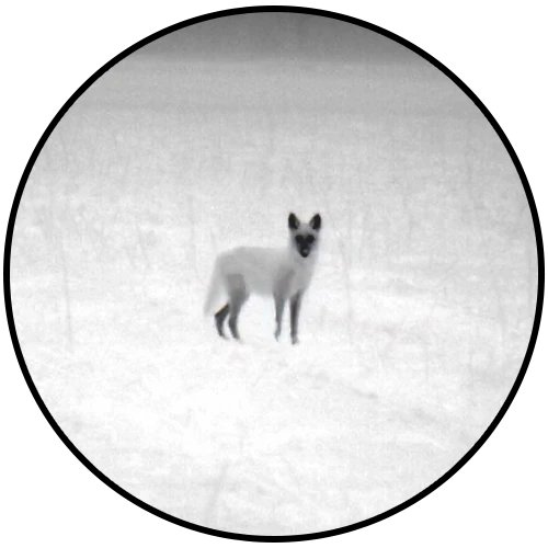 Thermal monocular view of an animal in a dark field at night in Black Hot palette