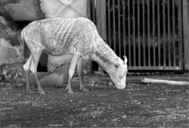Thermal White Hot view from a BlazeTrek monocular showing a deer grazing near a fence