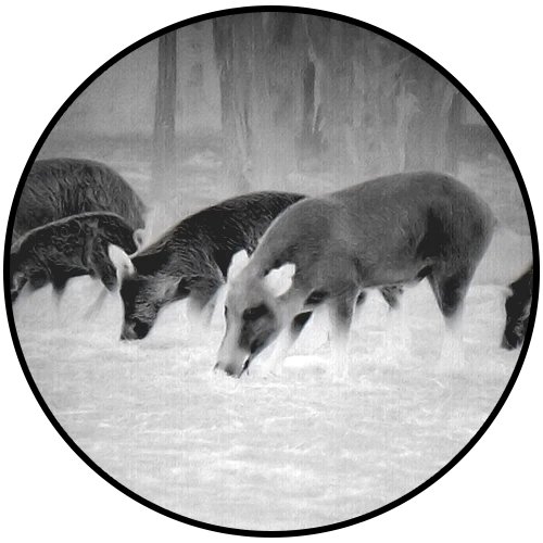 Thermal White Hot screenshot from a BlazeTrek 6 640 monocular showing wild boars in a field