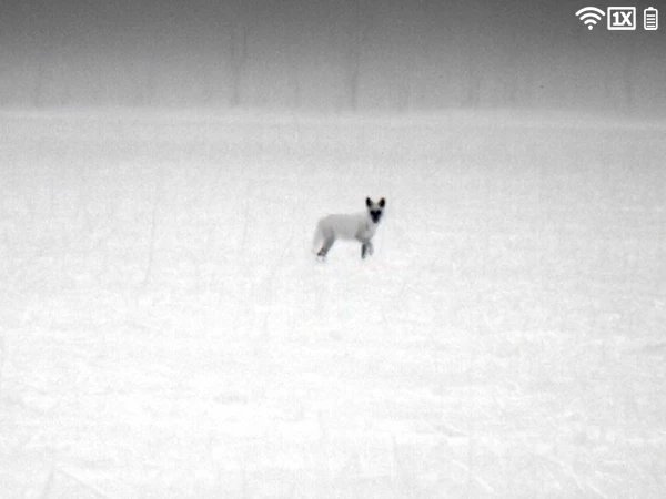 Thermal image of a coyote in a snowy field using the Black Hot color palette