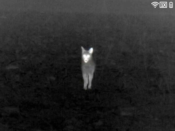 Thermal image of a coyote in a dark field at night in White Hot mode