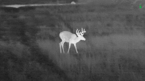 Thermal scope view in White Hot mode showing a buck standing in a grassy field at night