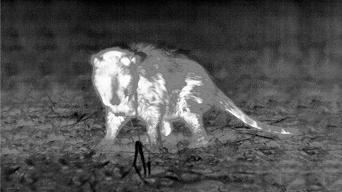 Close-range thermal white hot image of a small animal on the ground at night, viewed through a handheld monocular