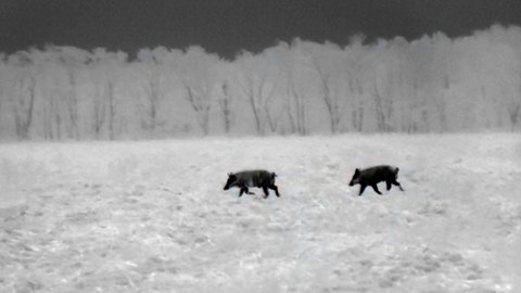 Thermal binocular view in Black Hot mode showing two wild boars appearing dark against a lighter, cooler field and tree line