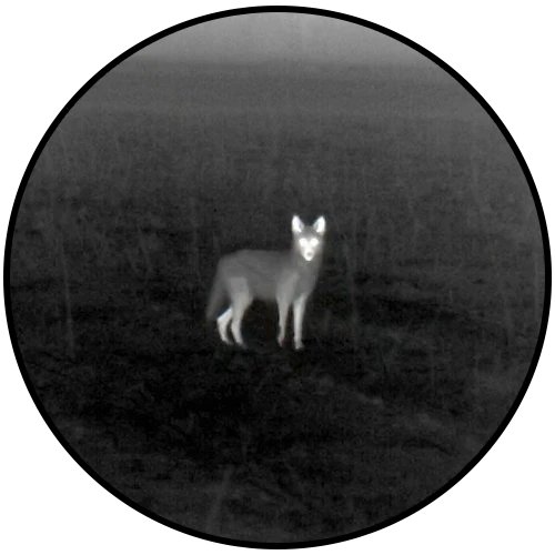 Thermal white hot view of a coyote in a dark field at night through a handheld monocular