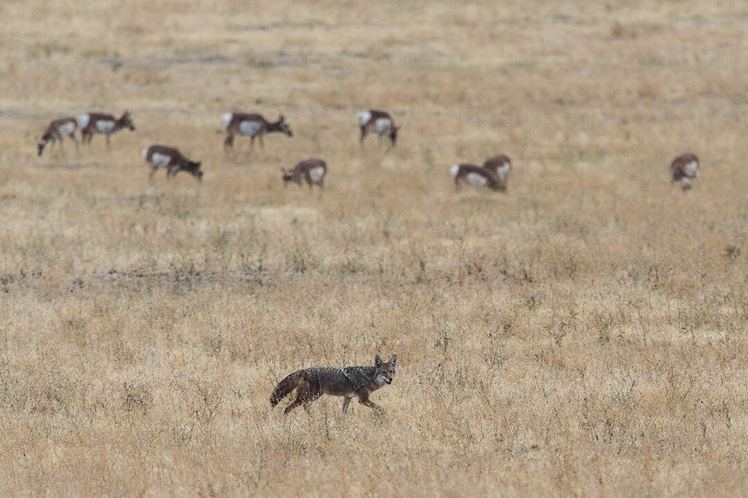 coyot-hunting-part-4