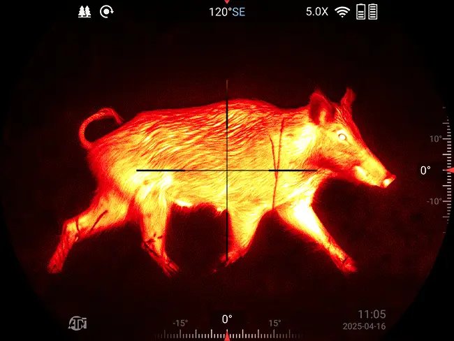 Thermal view through an ATN ThOR 6 scope showing a wild hog in a red and yellow thermal palette with a crosshair centered on it
