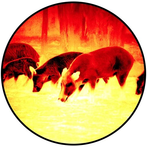 How to Find Deer at Night with Thermal: Recovering a Hit Deer with the ATN BlazeTrek 6