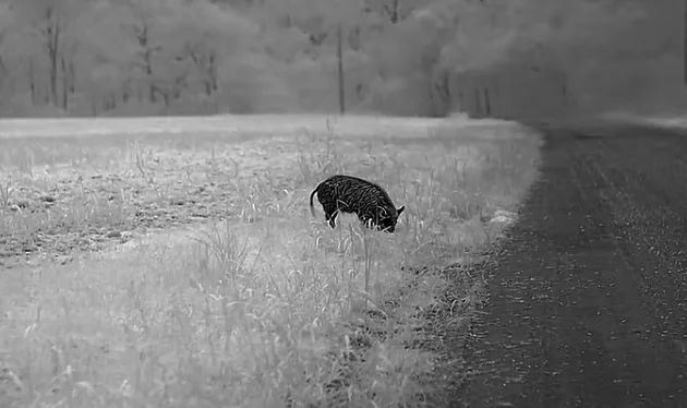 Wildlife observation with ATN thermal monocular