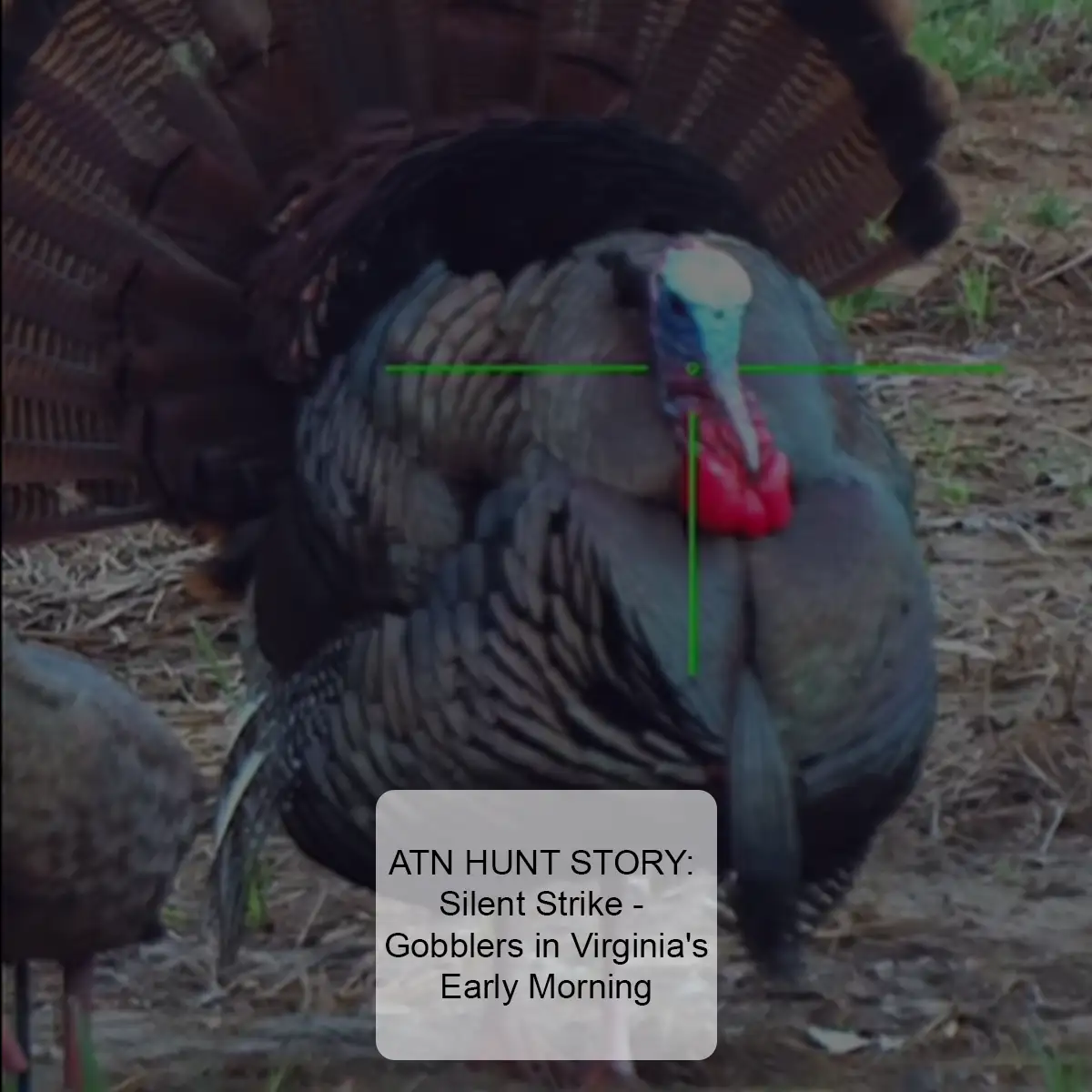 ATN HUNT STORY: Silent Strike - Gobblers in Virginia's Early Morning