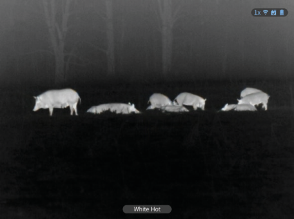 Thermal screenshot in White Hot palette showing a group of wild boars as bright heat signatures against a dark background