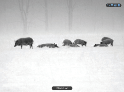 Screenshot from an ATN BlazeHunter XD thermal monocular showing several wild boars in a field in the Black Hot palette, with the Black Hot label and 1x zoom icon on screen