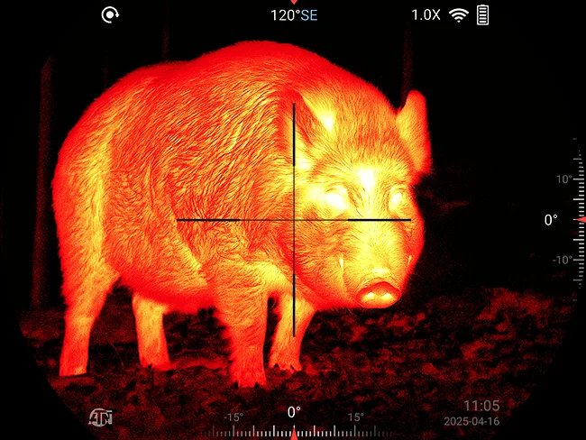 Screenshot of the view through an ATN thermal scope showing a large wild pig in the Iron Red palette with a crosshair reticle, compass heading, zoom level and battery status on screen