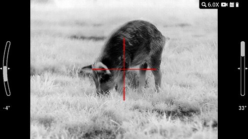 Close-up thermal view of a single young hog in Black Hot palette with crosshair reticle