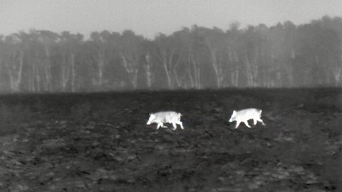Thermal image of a wild boar in a field shown in White Hot color palette