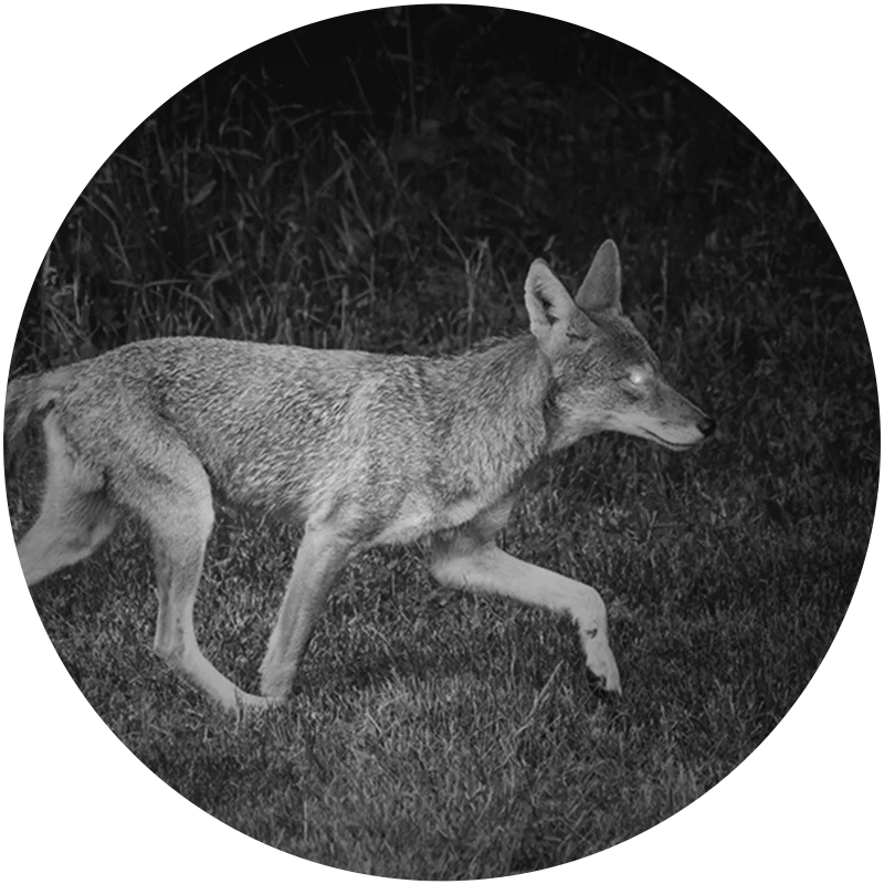 NIGHT VISION