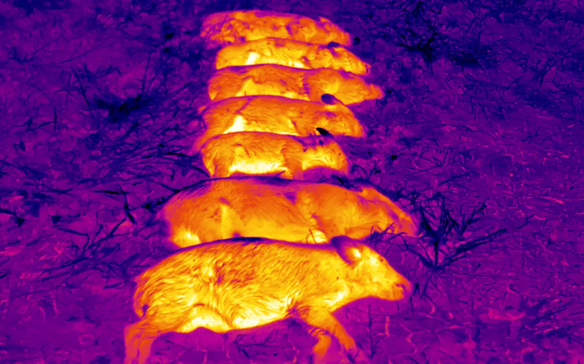 The Premier Use Case: Dominating Hog & Varmint Hunting