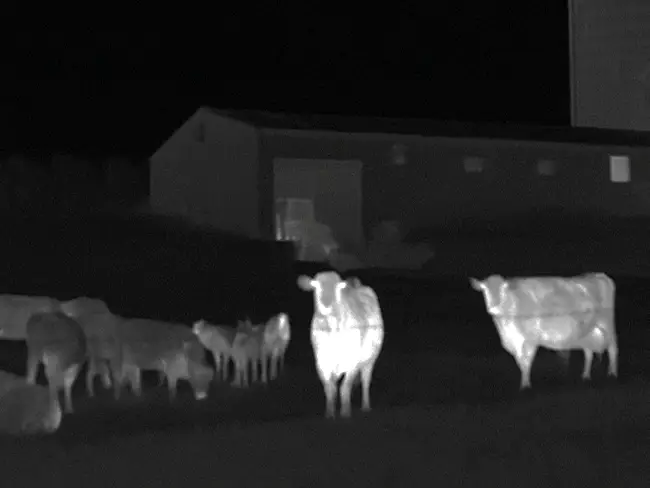 Property & Livestock
							Security