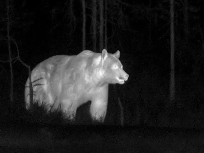 Wildlife Management and Population Control