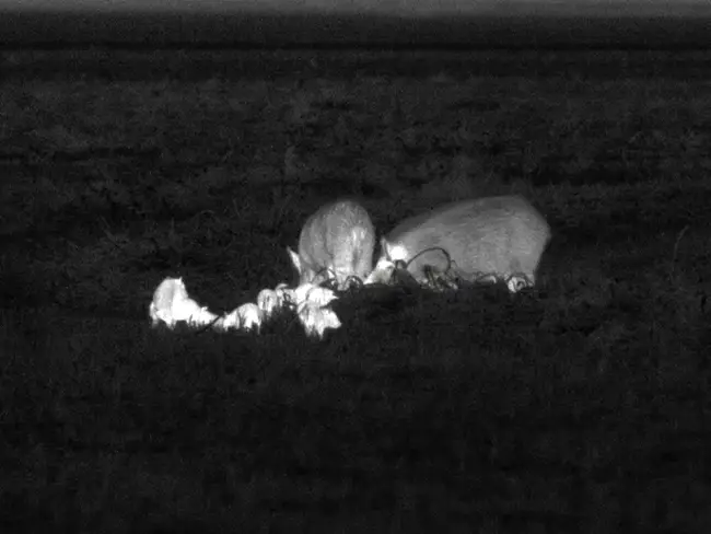 Spot-and-Stalk
								Hunting