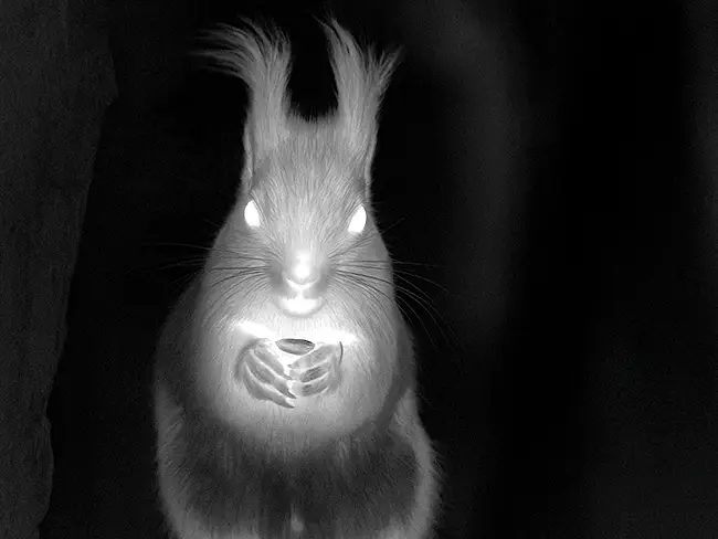 Small Game and Pest Detection