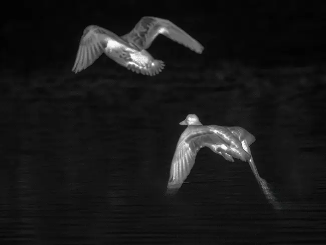 Water Edge and Dense
								Terrain Hunting