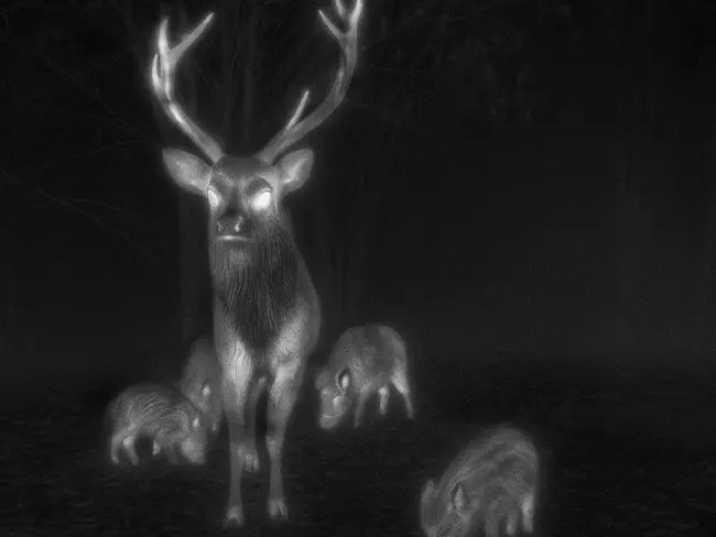 Ethical and Responsible Hunting