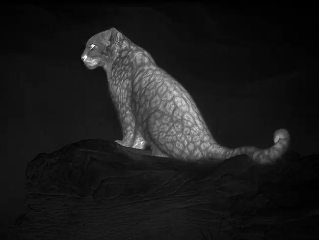 Wildlife Observation & Research